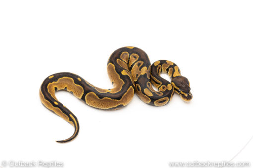 Africa import dinker ball python for sale