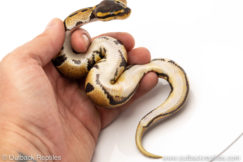Africa import dinker ball python for sale