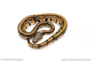 Africa import dinker ball python for sale