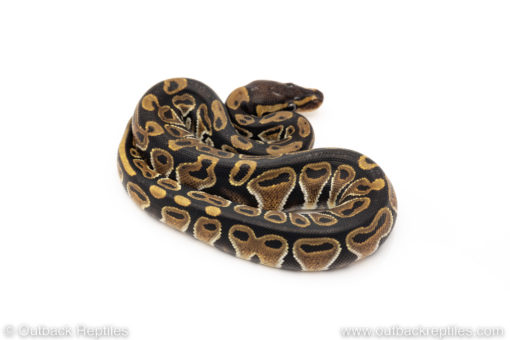 Africa import dinker ball python for sale