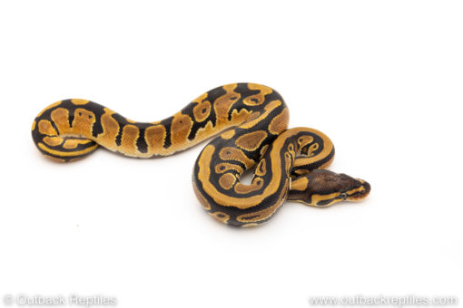 African Import Dinker Ball Python for sale