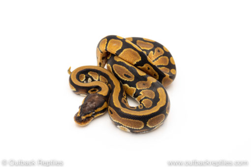 African Import Dinker Ball Python for sale