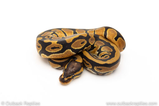 African Import Dinker Ball Python for sale