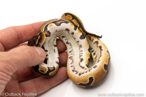 African Import Dinker Ball Python for sale