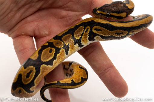 African Import Dinker Ball Python for sale