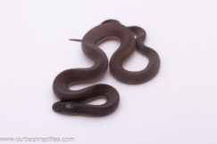 File Snake #F6 - Female