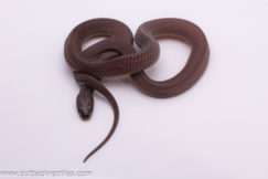 File Snake #F7 - Female