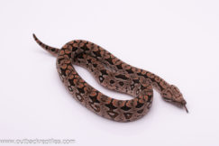 Dumerils Boa for sale