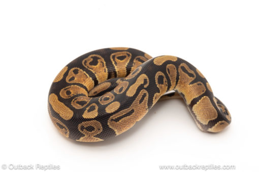 African import dinker ball python for sale