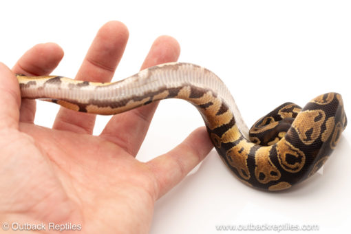 African import dinker ball python for sale