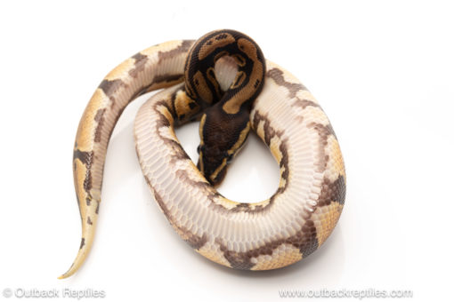 African import dinker ball python for sale