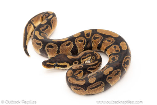 African import dinker ball python for sale