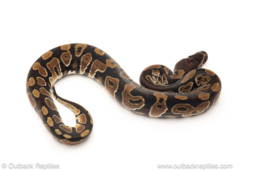 African import dinker ball python for sale