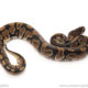 African import dinker ball python for sale