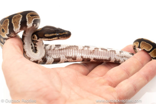 African import dinker ball python for sale