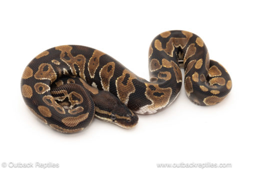 African import dinker ball python for sale