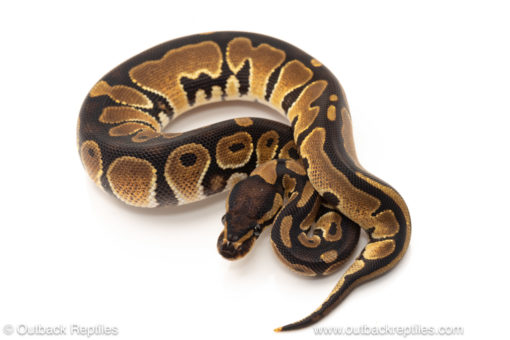 African import dinker ball python for sale