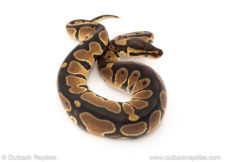 African import dinker ball python for sale