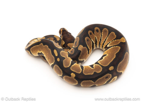 African import dinker ball python for sale