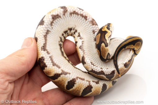 African import dinker ball python for sale