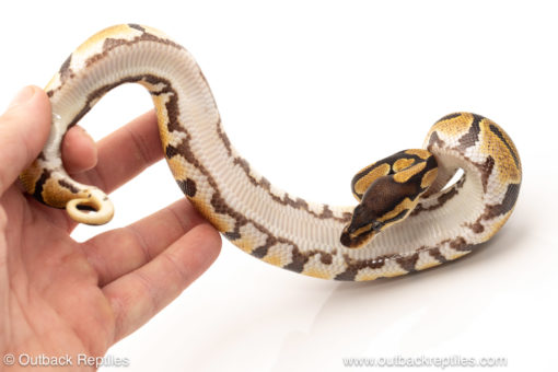 African import dinker ball python for sale