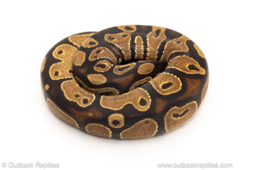 African import dinker ball python for sale