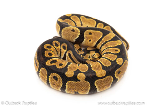 African import dinker ball python for sale