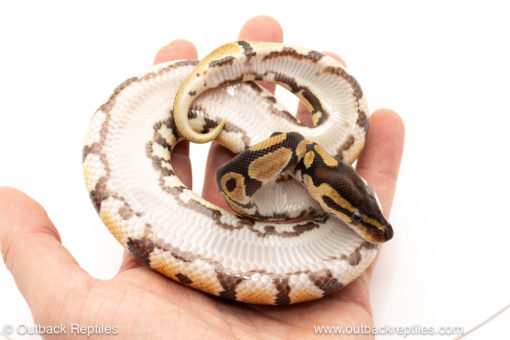 African import dinker ball python for sale