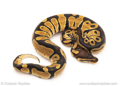 African import dinker ball python for sale