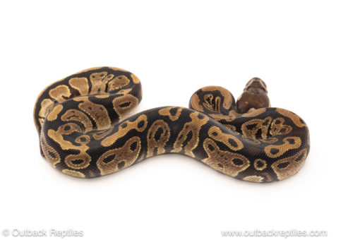 African import dinker ball python for sale