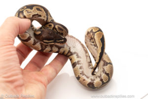 African import dinker ball python for sale