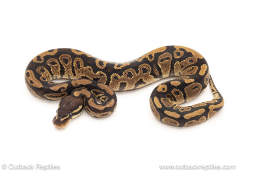 African import dinker ball python for sale