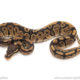 African import dinker ball python for sale