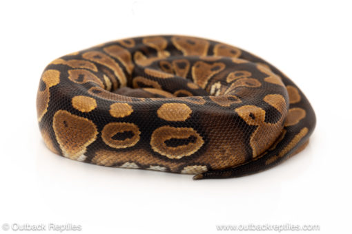 African import dinker ball python for sale