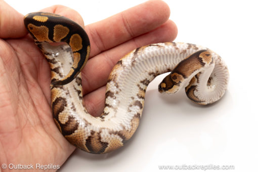 African import dinker ball python for sale