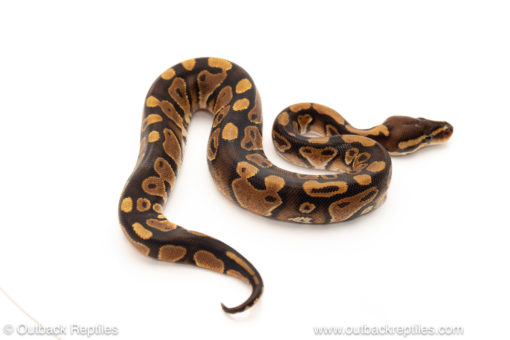 African import dinker ball python for sale