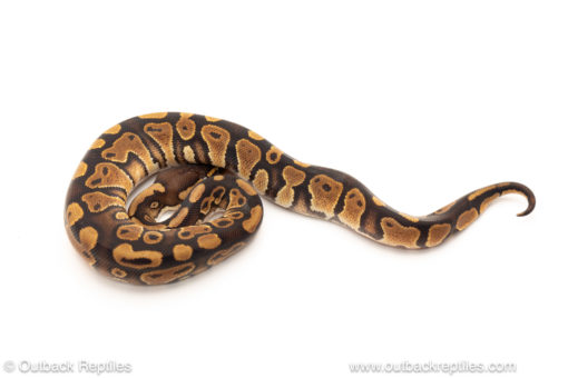 African import dinker ball python for sale