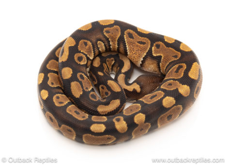 African import dinker ball python for sale