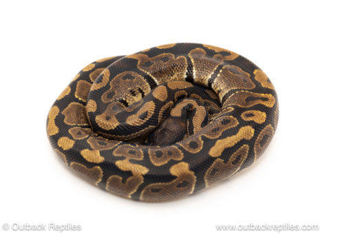 African import dinker ball python for sale