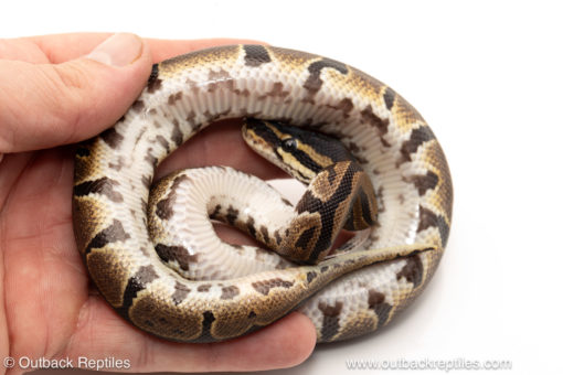 African import dinker ball python for sale