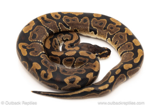 African import dinker ball python for sale