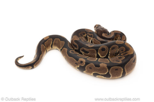 African import dinker ball python for sale