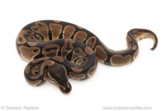 African import dinker ball python for sale