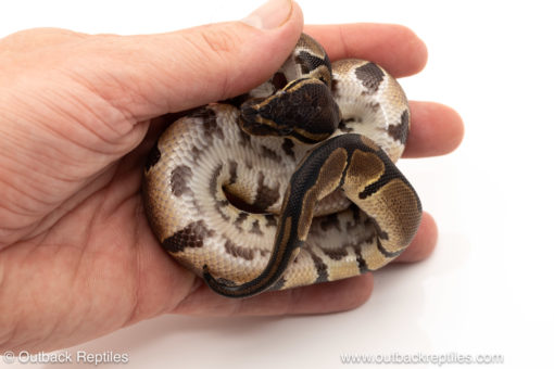 African import dinker ball python for sale