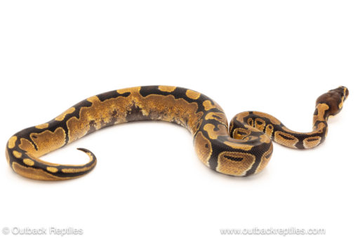 African import dinker ball python for sale