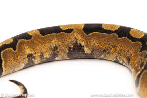 African import dinker ball python for sale