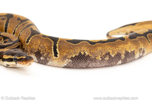 African import dinker ball python for sale