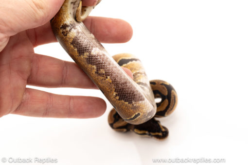 African import dinker ball python for sale