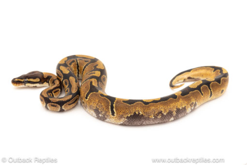 African import dinker ball python for sale