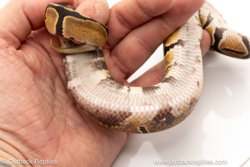 African import dinker ball python for sale